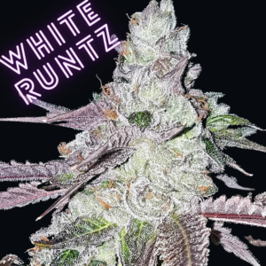 White Runtz S1