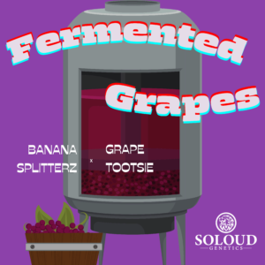 FERMENTED GRAPES (FEM)