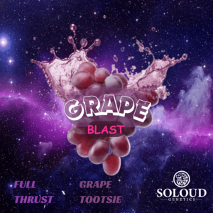GRAPE BLAST (FEM)