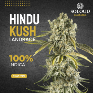 HINDU KUSH (FEM)