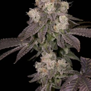 MOONBOW #112 IX S1 (FEM)