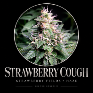 STRAWBERRY COUGH FEM — Strawberry Fields × Haze — approved SoLoud Classics strain artwork
