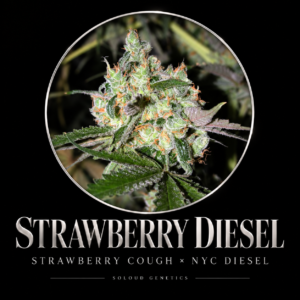 STRAWBERRY DIESEL FEM — Strawberry Cough × NYC Diesel — approved strain artwork