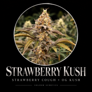 STRAWBERRY KUSH FEM — Strawberry Cough × OG Kush — approved strain artwork
